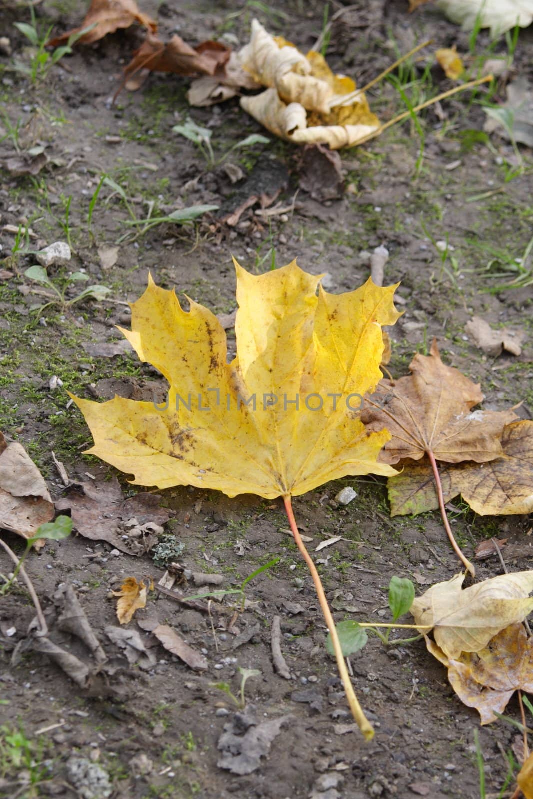 Yellow leaf on the ground