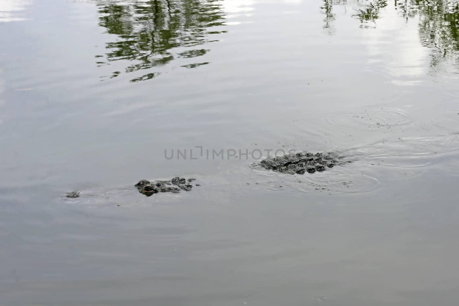 An alligator swimming in water in Florida.