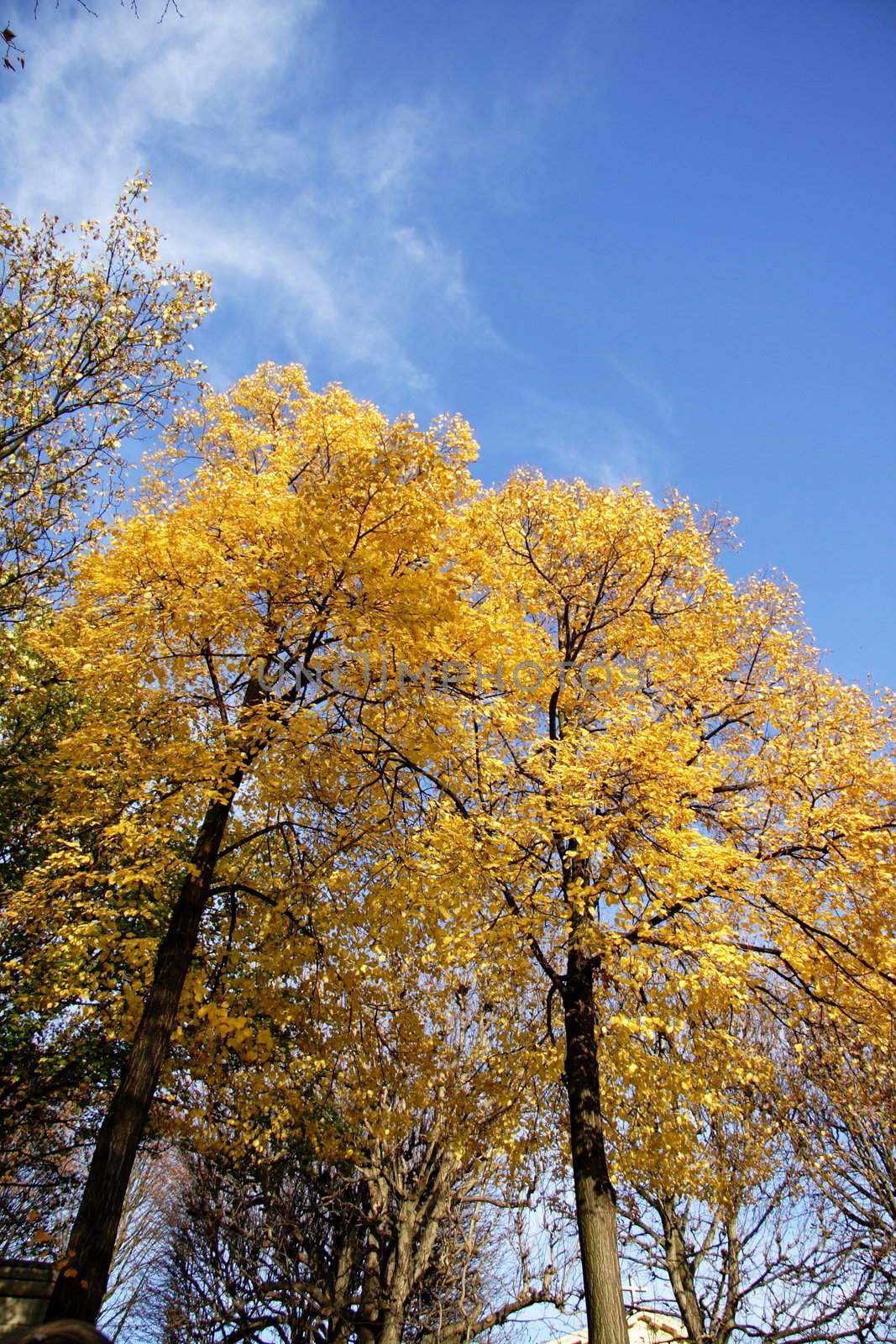 Yellow leaves against clear blue sky