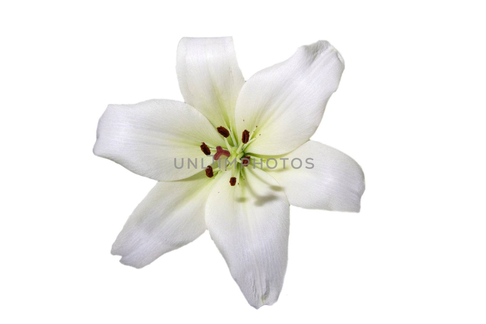 White orchid, isolated on white