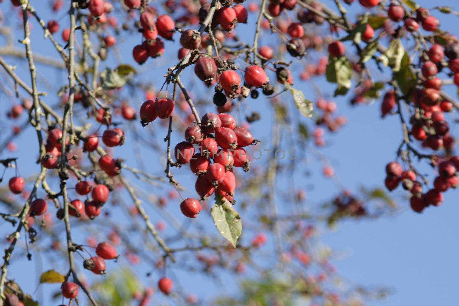 Red ashberry branches under snow 