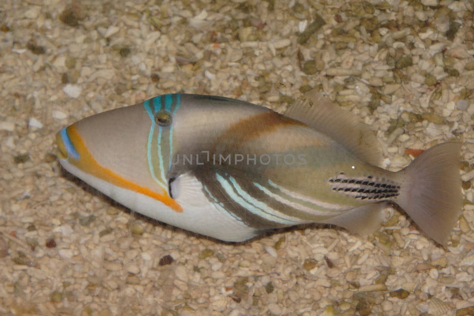 Tropical fishes in an aquarium