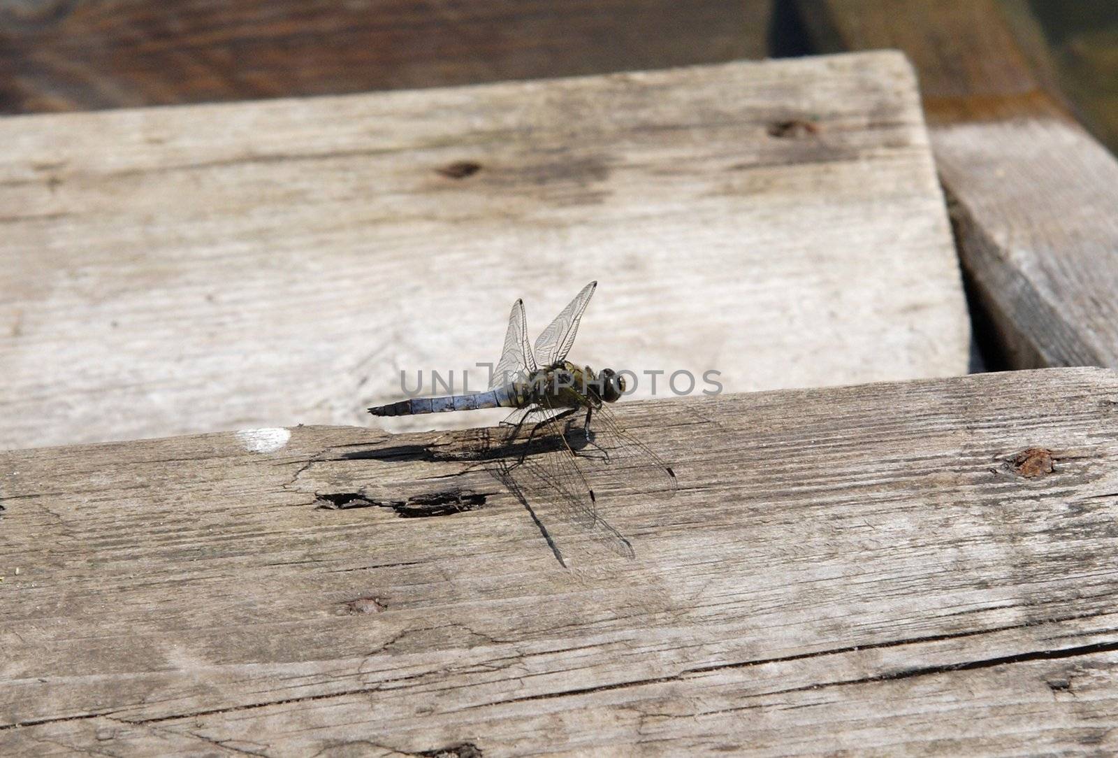 Dragonfly sitting on a wooden bench 