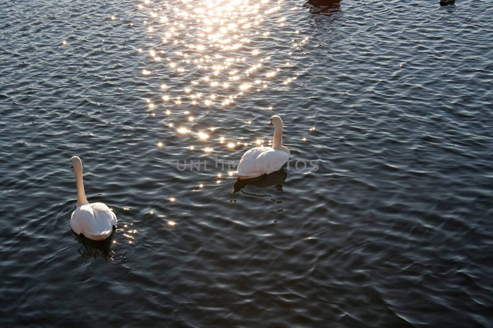 Sunset a d swan family on a lake
