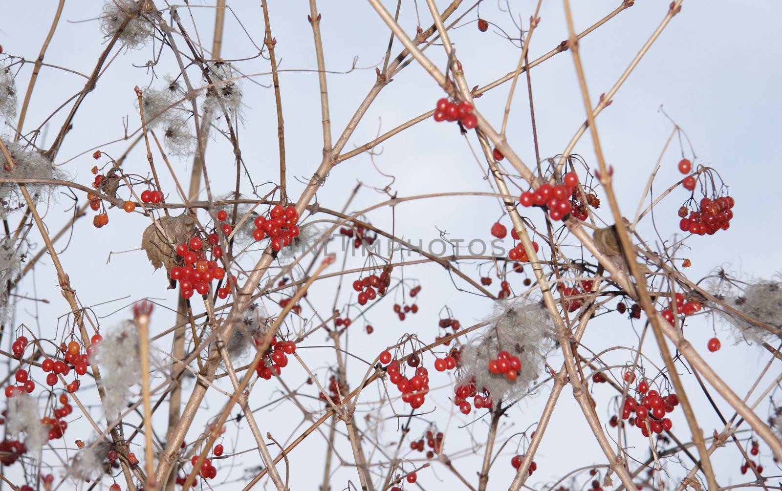 Red ashberry branches under snow 