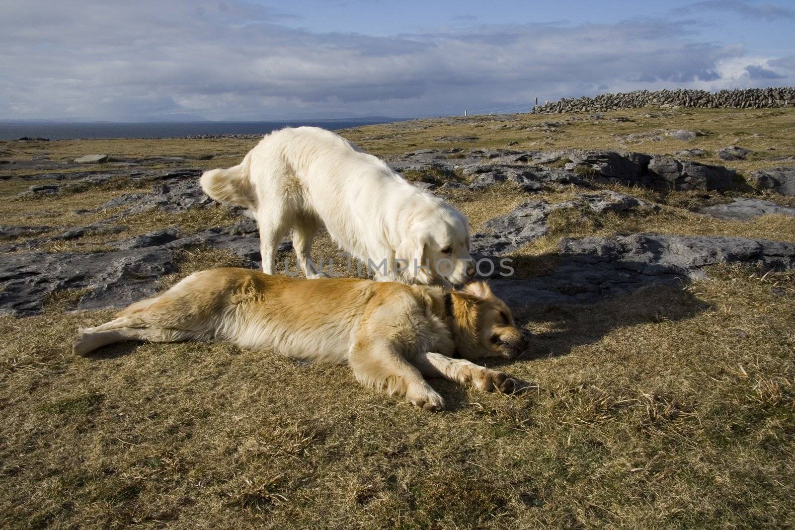 Two golden retrievers playing on a stone coast of Atlantic Ocean