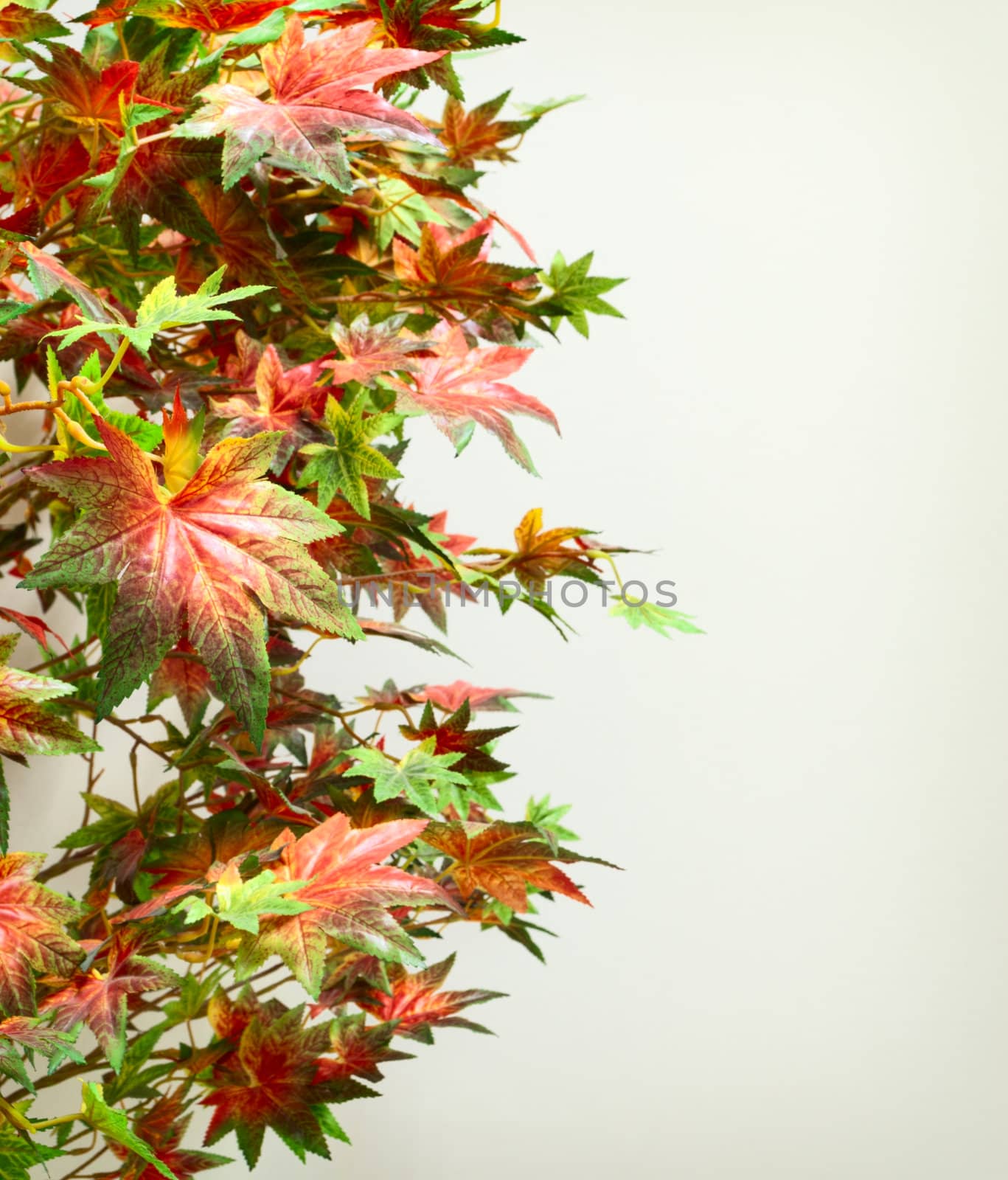 Reddish colored artificial maple leaves and bright wall at the background