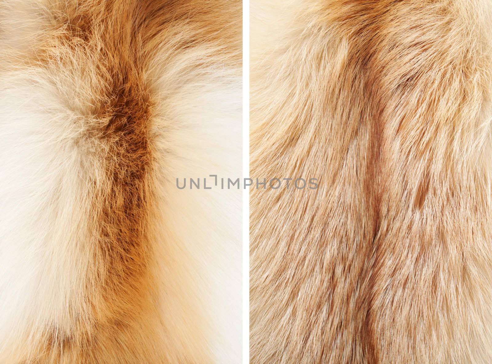 Long winter fur of the two yeared fox. 1st from the neck and 2nd from the back. Two types of fur texture