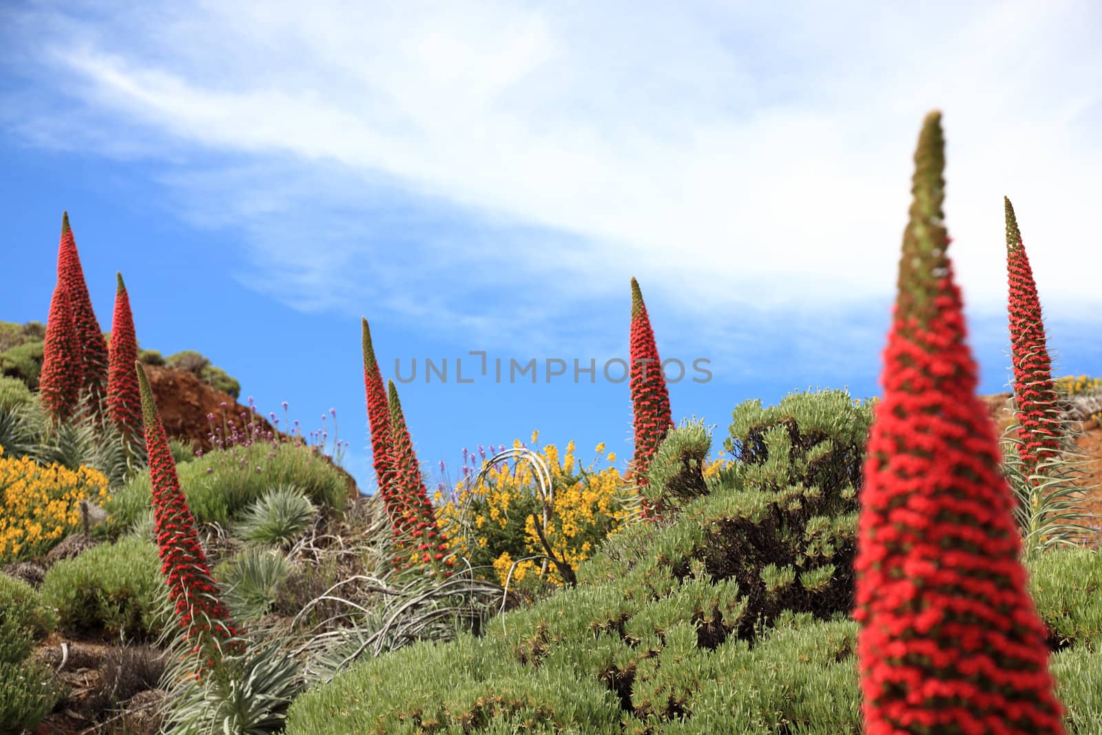 Tenerife landscape with plant Echium wildpretii also know as tower of jewels, red bugloss, Tenerife bugloss or Mount Teide bugloss. Image from Teide national park, Canary Islands, Spain.
