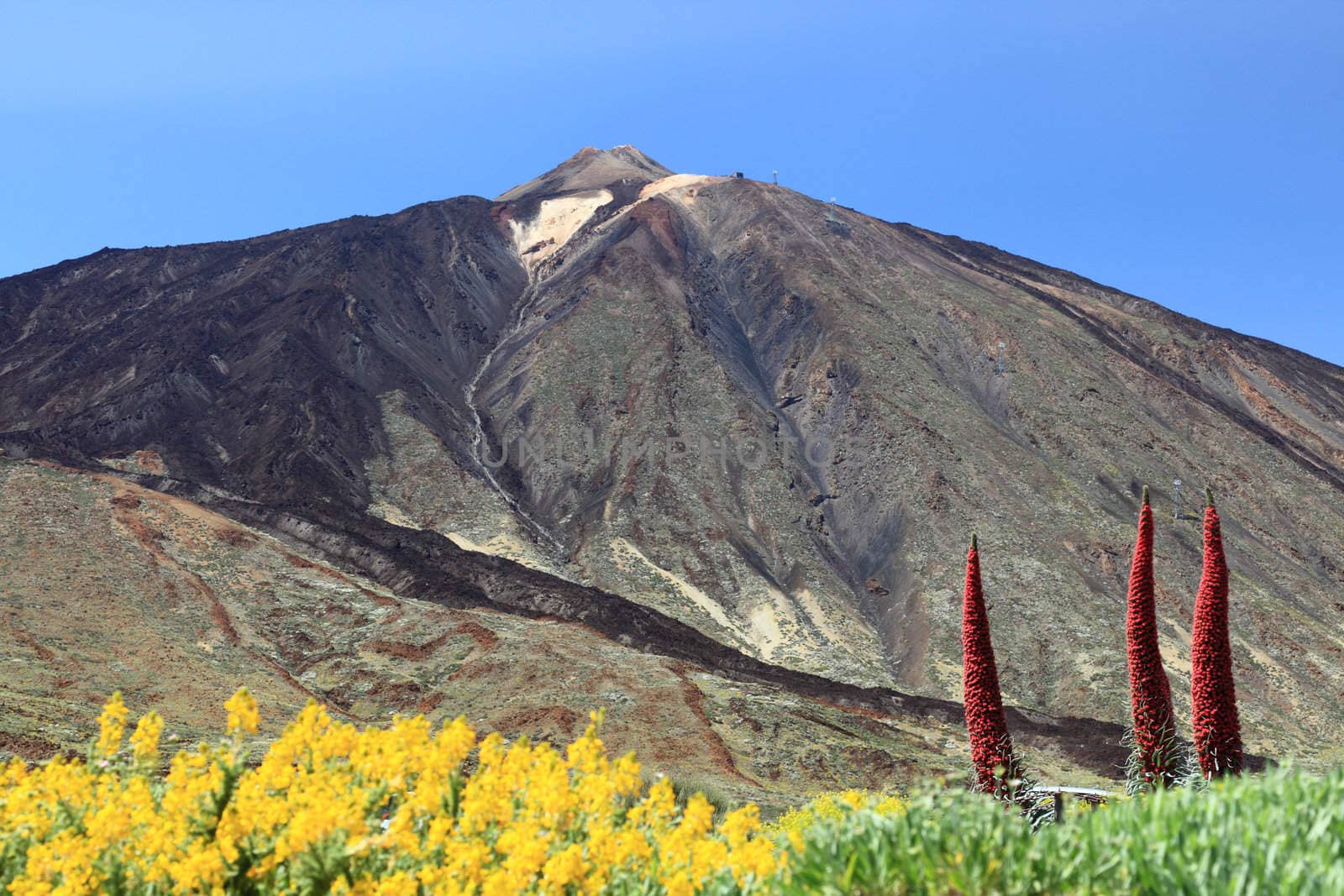 Tenerife Mountain, Volcano Mount Teide showing Pico del Teide and flowers landscape. Canary Islands, Spain.