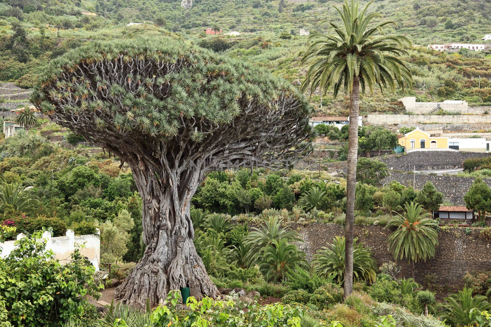Tenerife famous dragon Tree, Dracaena draco or Drago in Icod de los VInos, Tenerife, Canary Islands, Spain.