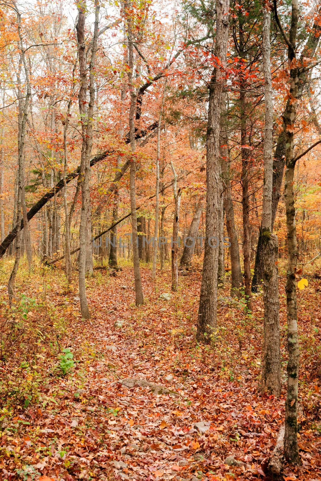 path through autumn forest by clearviewstock