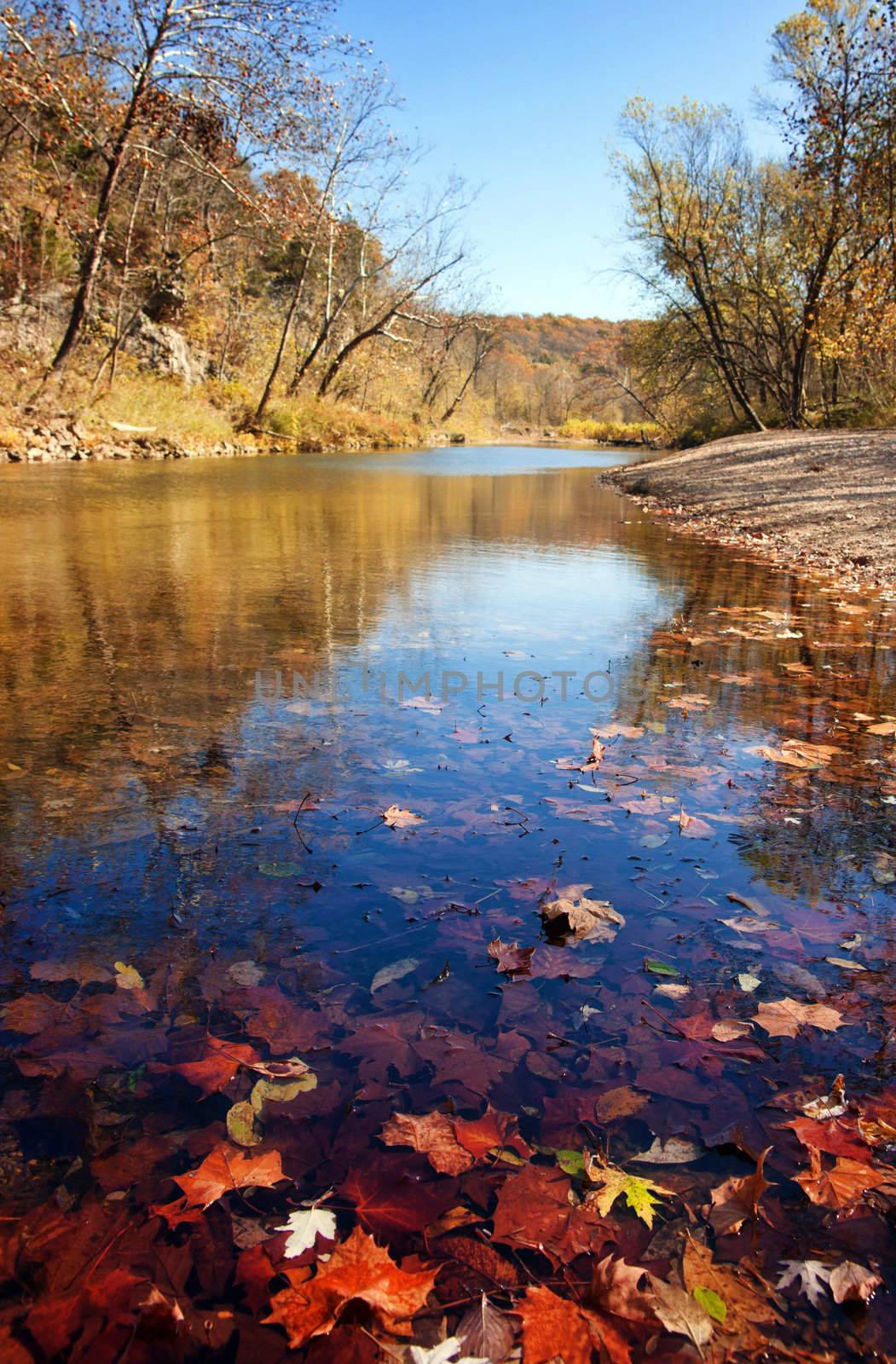 autumn leaves in the water by clearviewstock