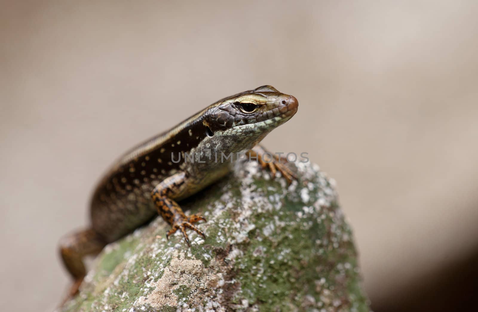 skink lizard sits in the sun on a rock