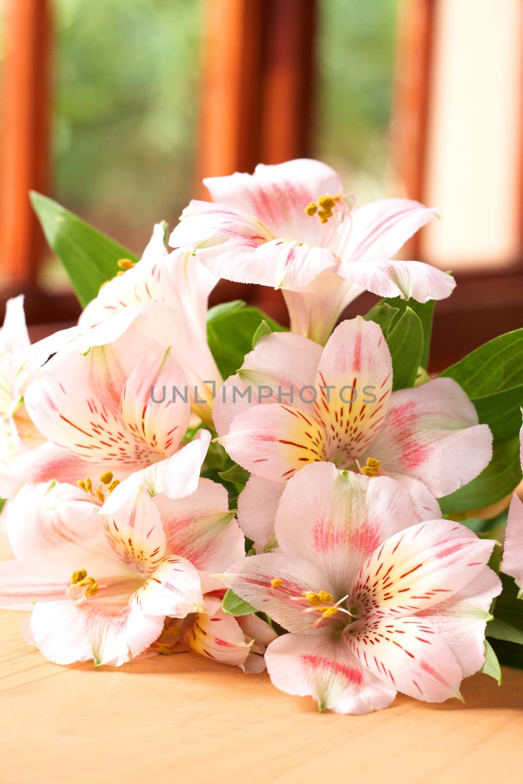 Beautiful pink flowers on brown wooden background with copy space