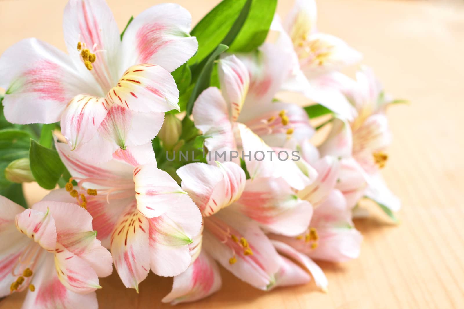 Beautiful pink flowers on brown wooden background with copy space