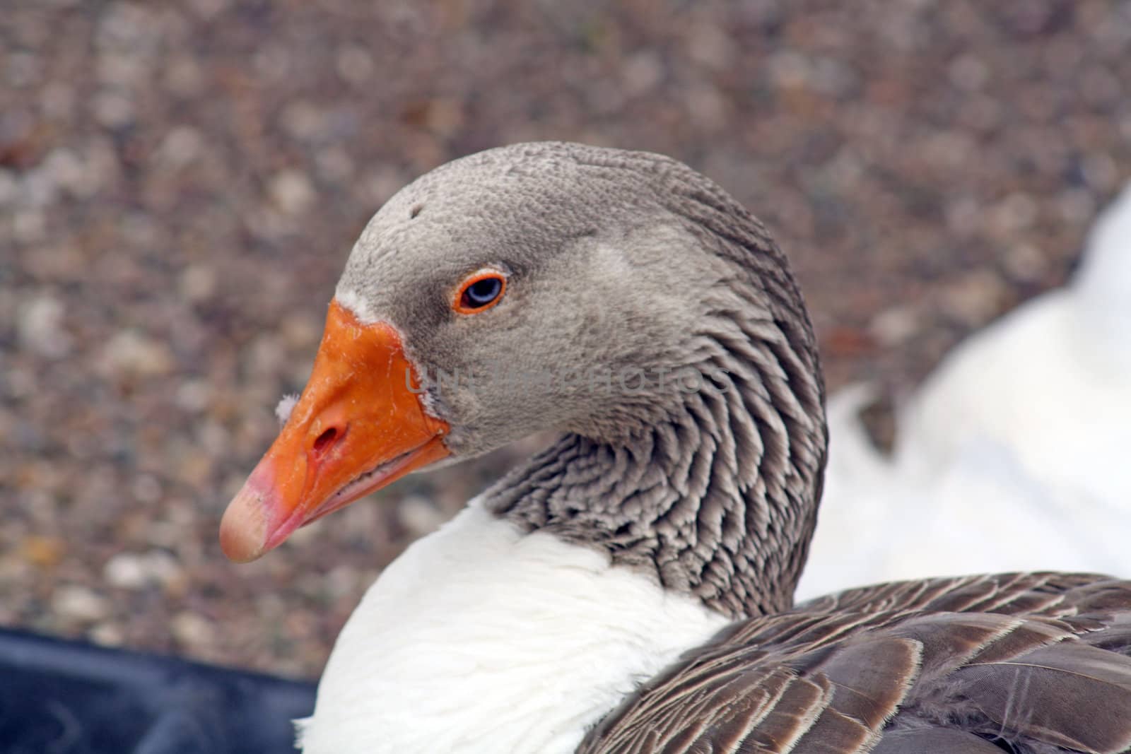 a duck close up