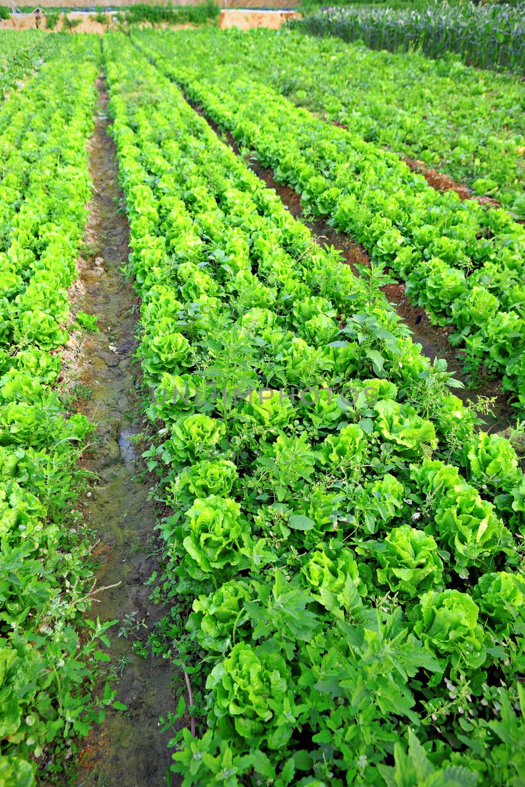 field
