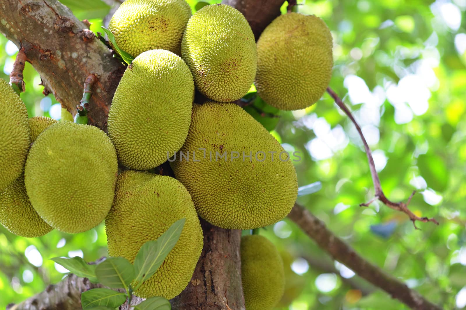 Jackfruit on tree