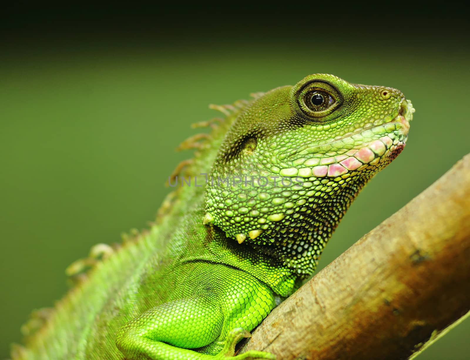 green iguana on tree branch