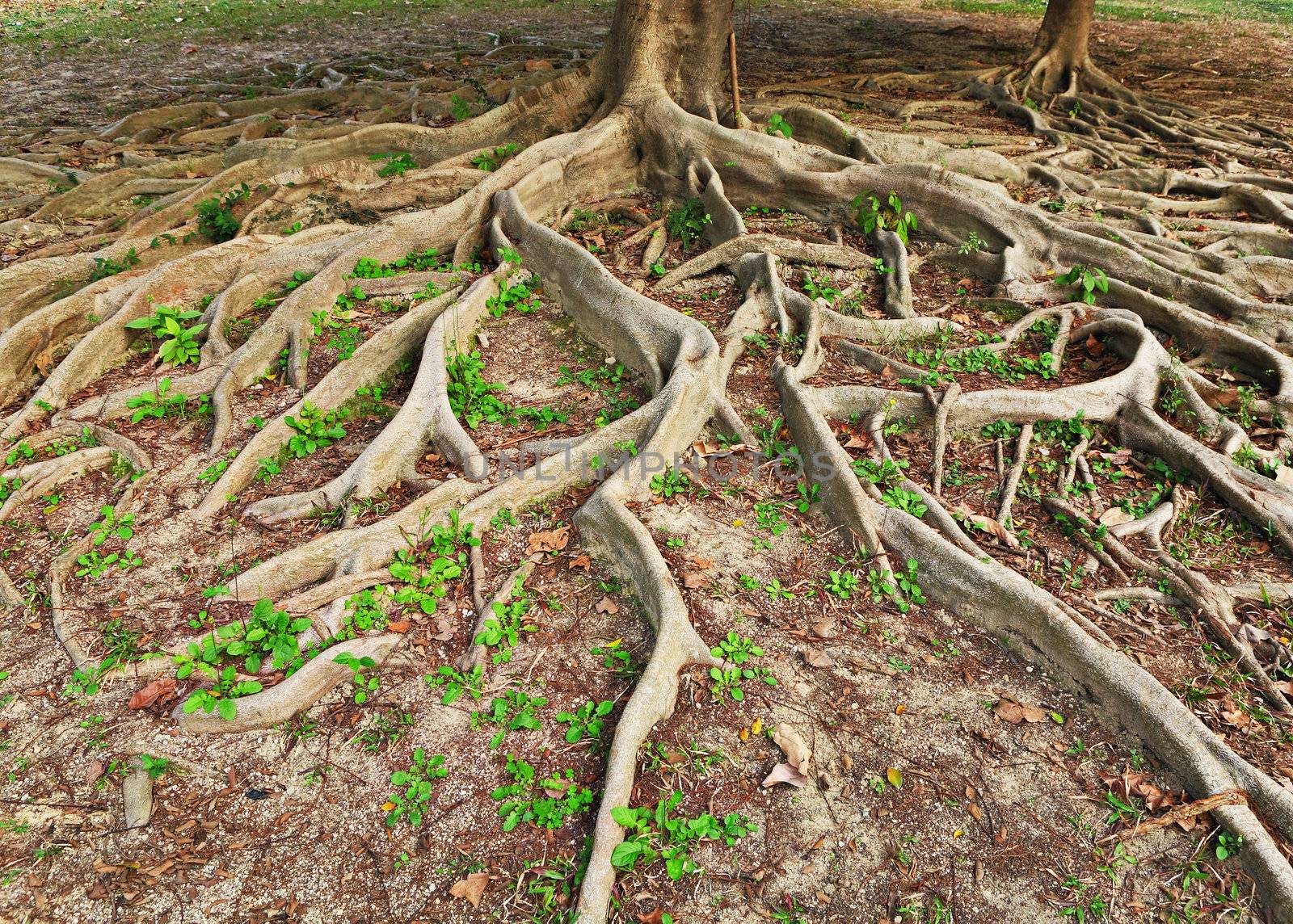 tree roots