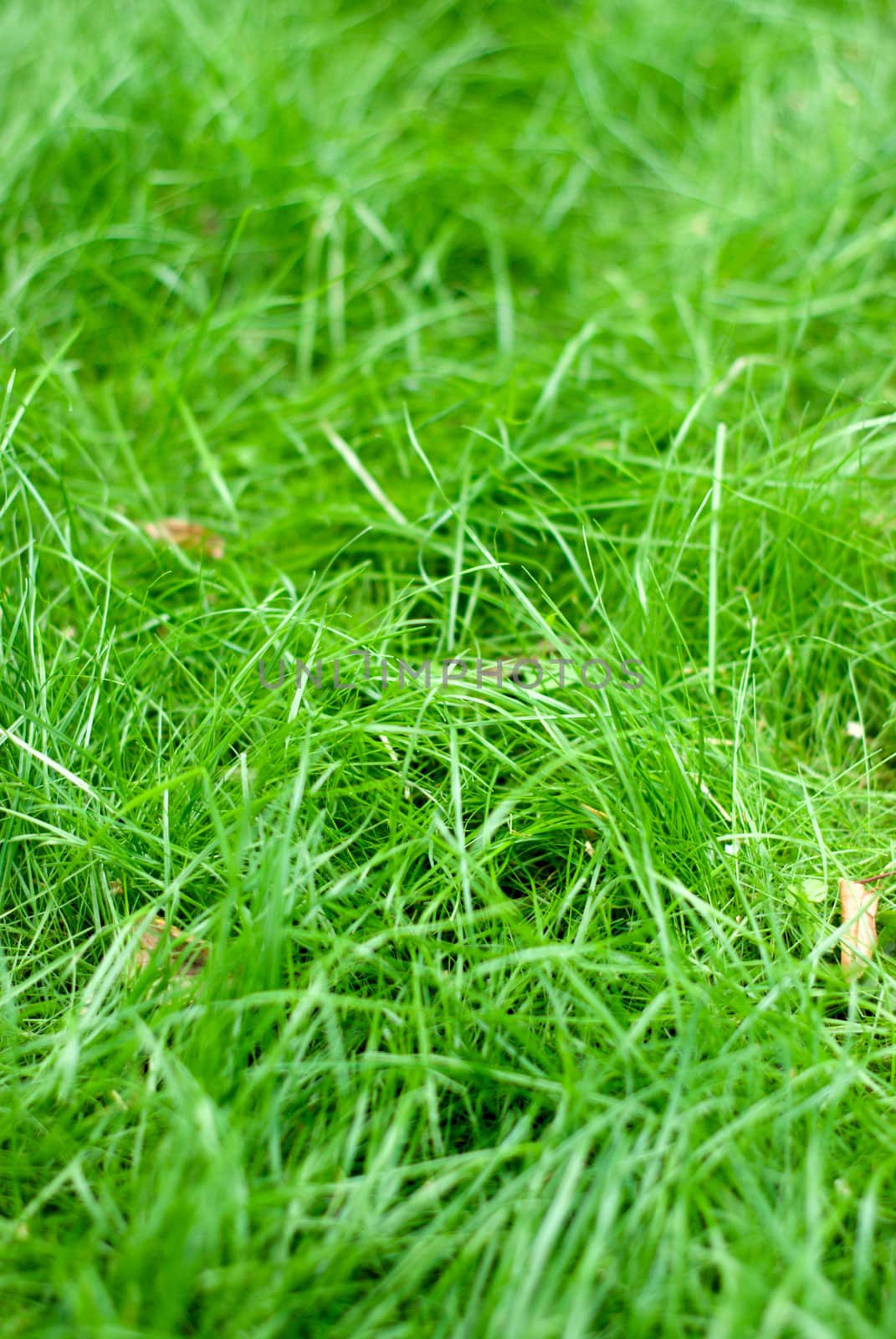 Grass background with the leaves