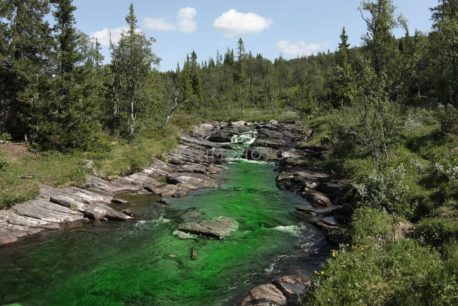 Polluted creek with green harmful water.