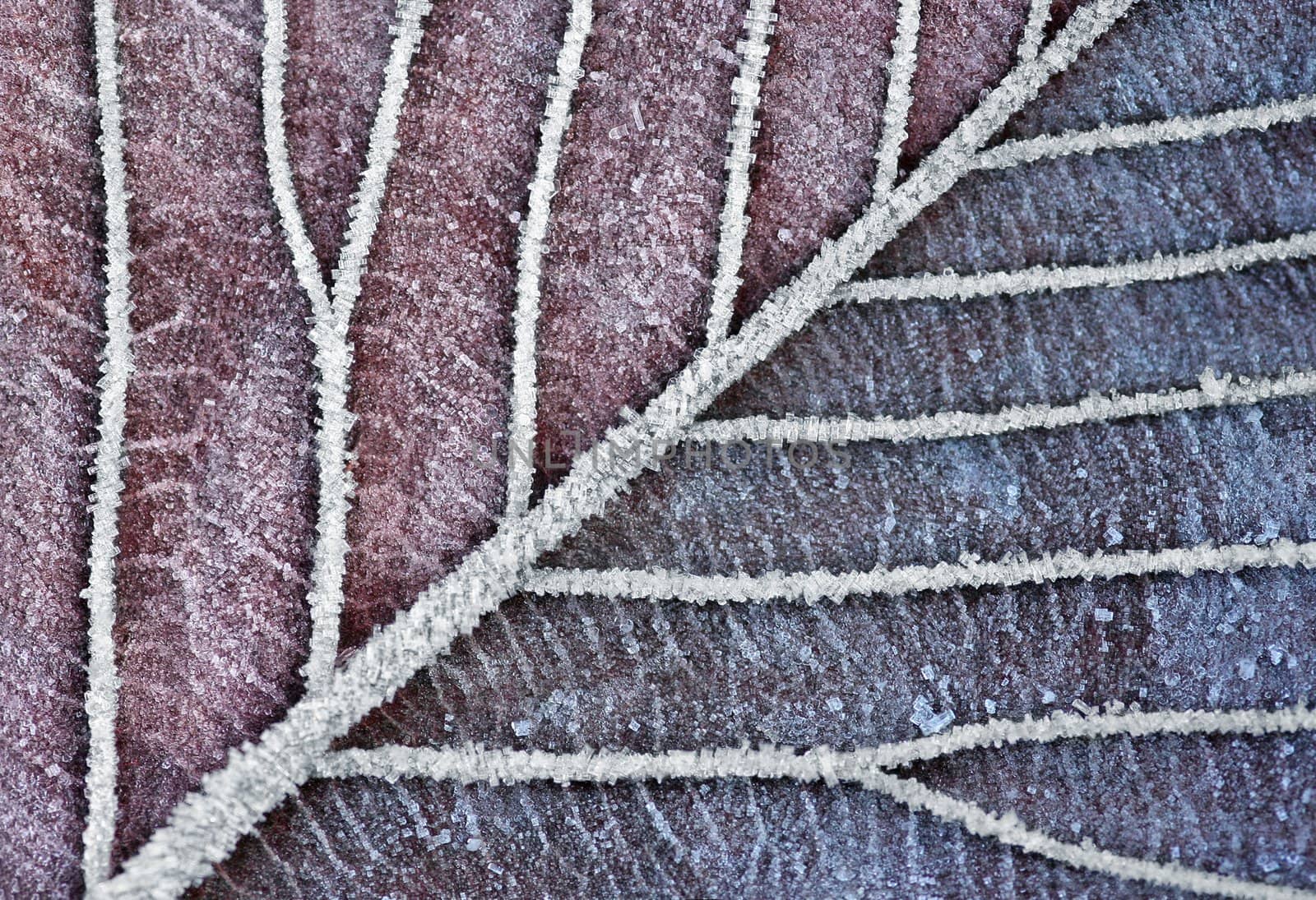 Macroshot of frozen leaf veins in Christmas Clolors