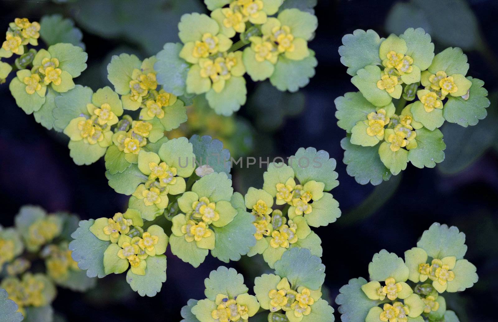 Abstract macro shot of flowers in blue and yellow.