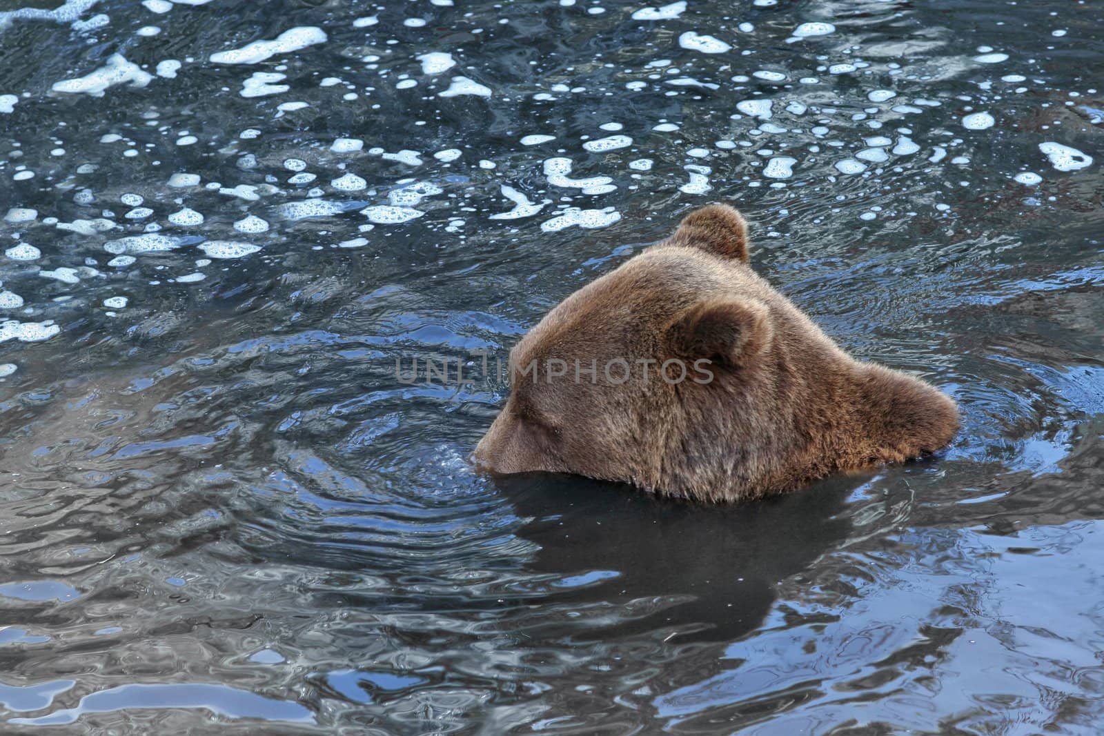 Playful bear doing water bubbles with his nose.