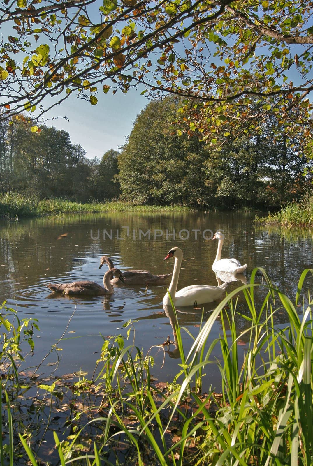 Swan family in lush green lake area.