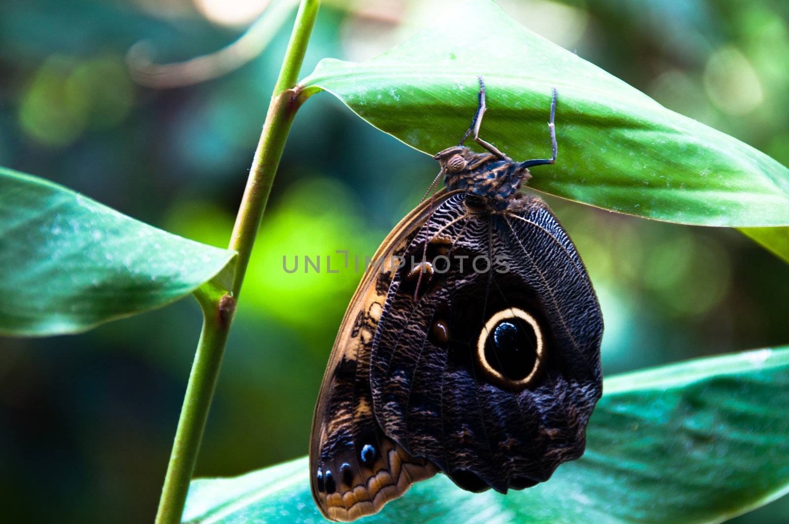 close-up of a beautiful colourful butterfly against plant background