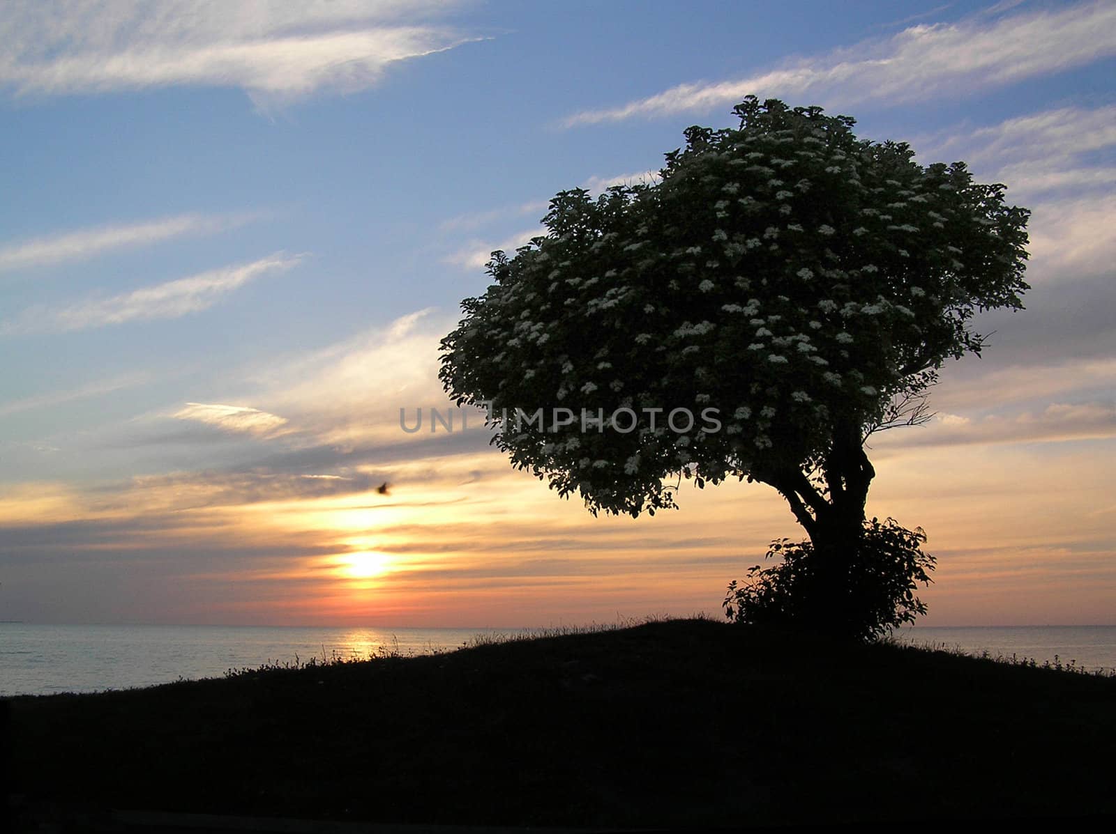Beautiful tree silhouette with sunset background.