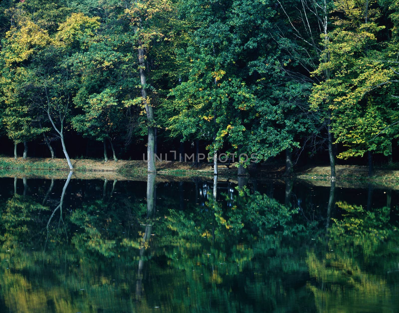 Autumn forest with lake