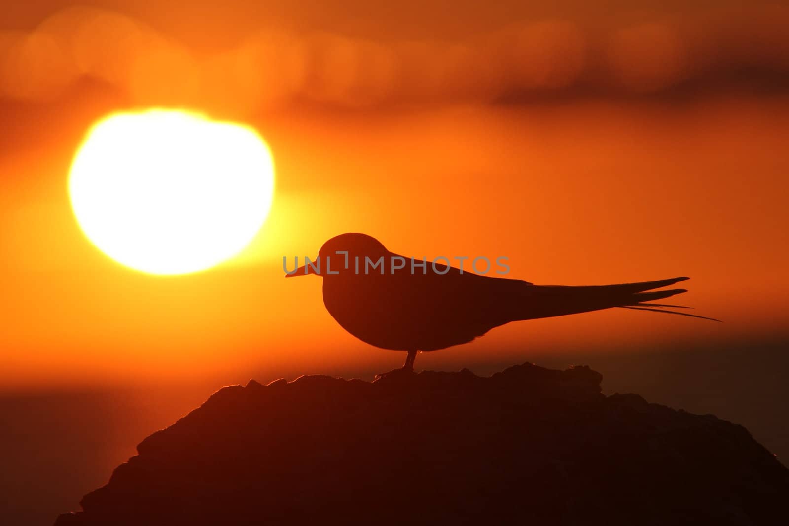 Bird in front to Sun. Silhouette in sunset.