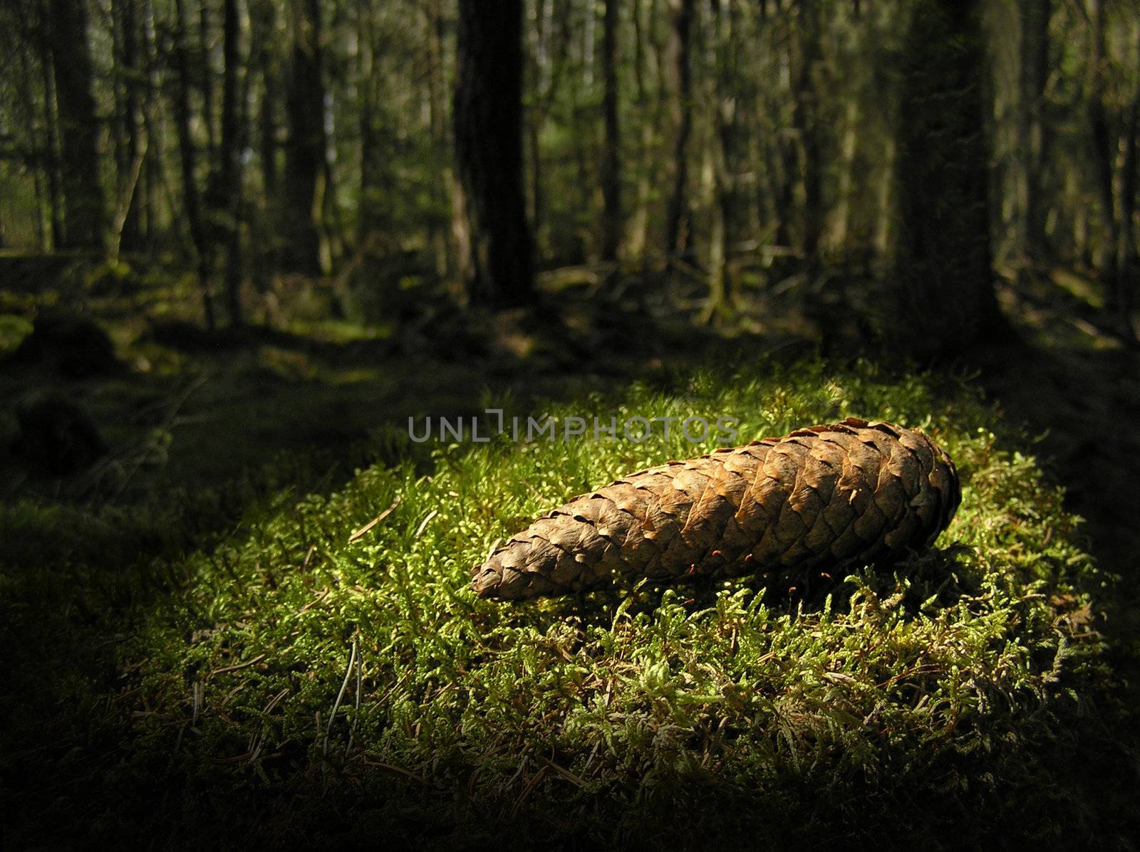 Cone lying on moss in forest. Symbol for treasure in nature.