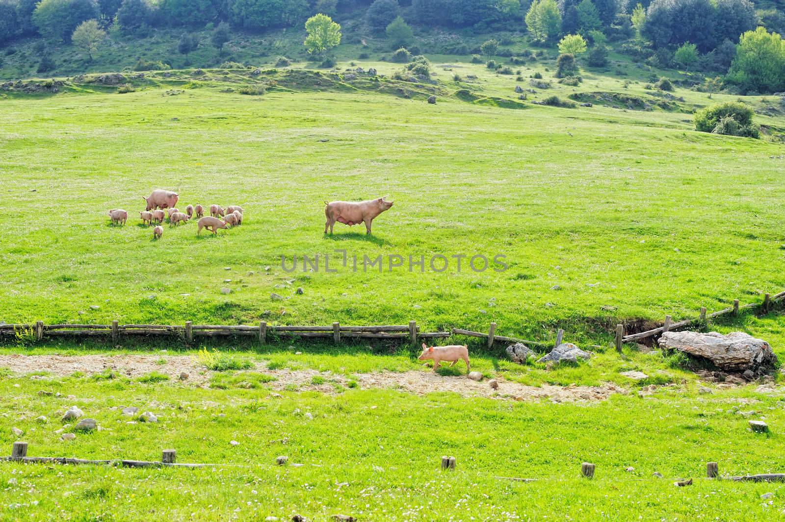 Farmland with pigs. Pastureland in valley in Italy