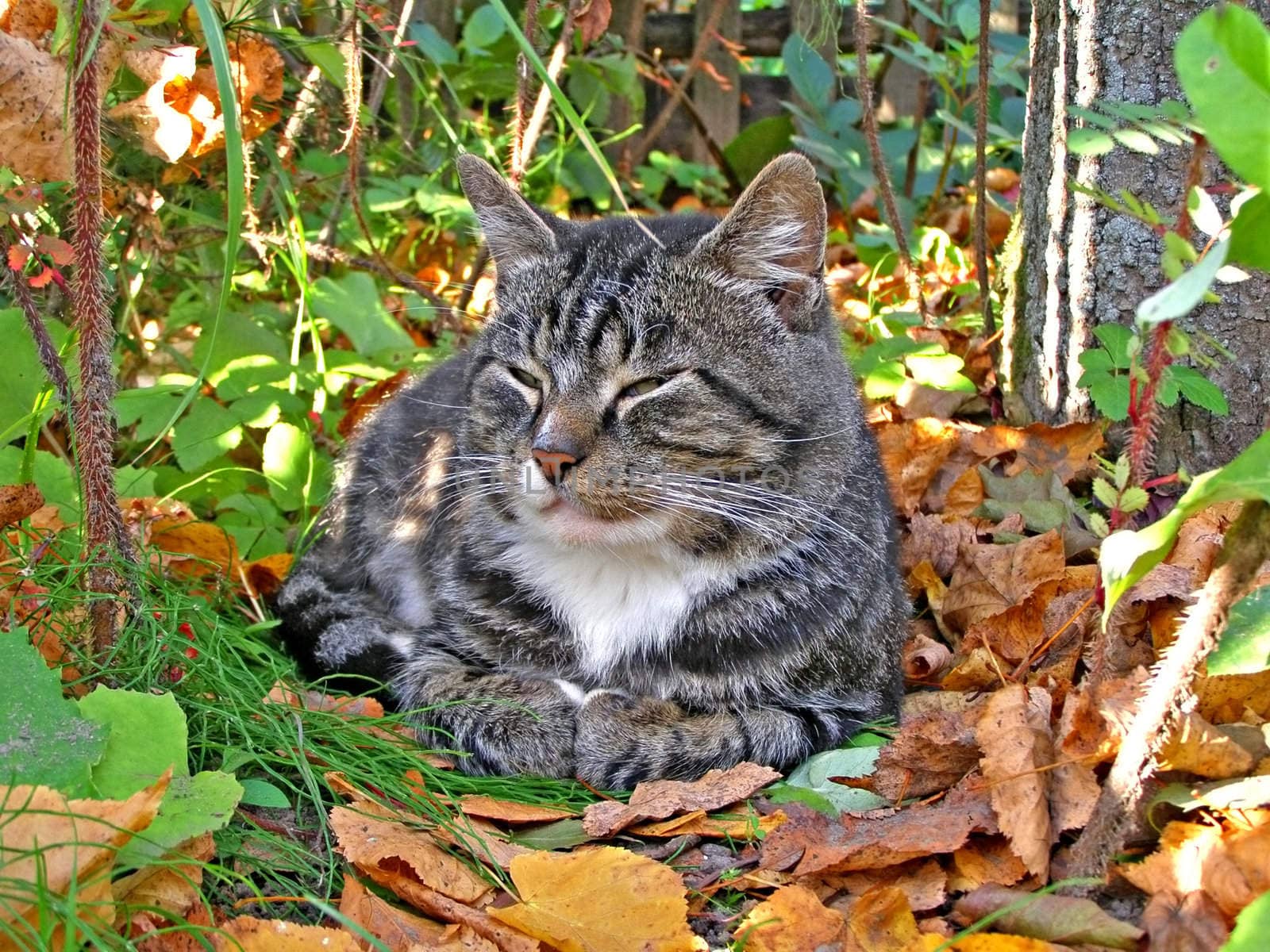 complacent cat amongst autumn herb