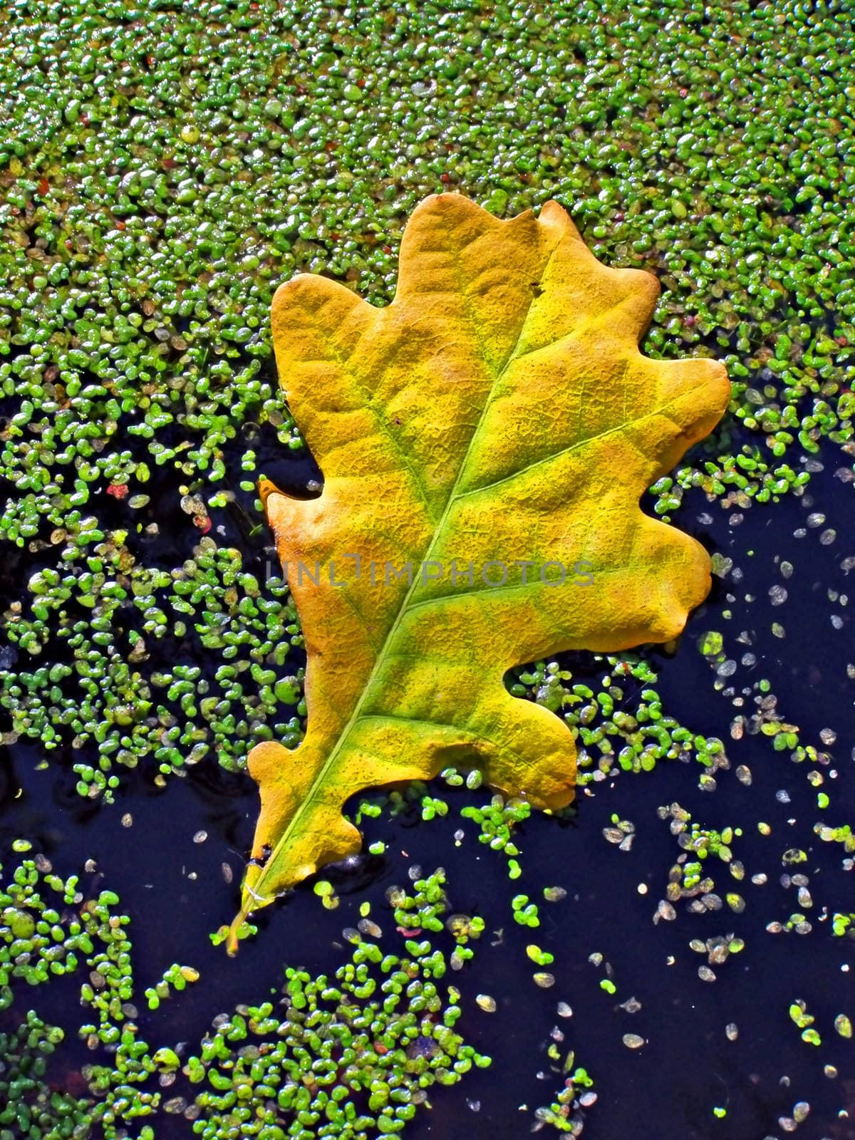 sheet of the oak on marsh water by basel101658