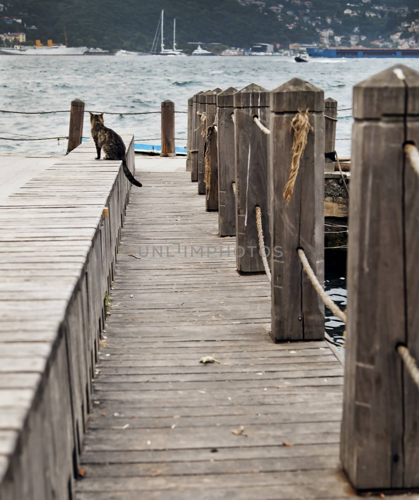 Cat sat on the wharf decking, Istanbul, Turkey, portrait, copy space