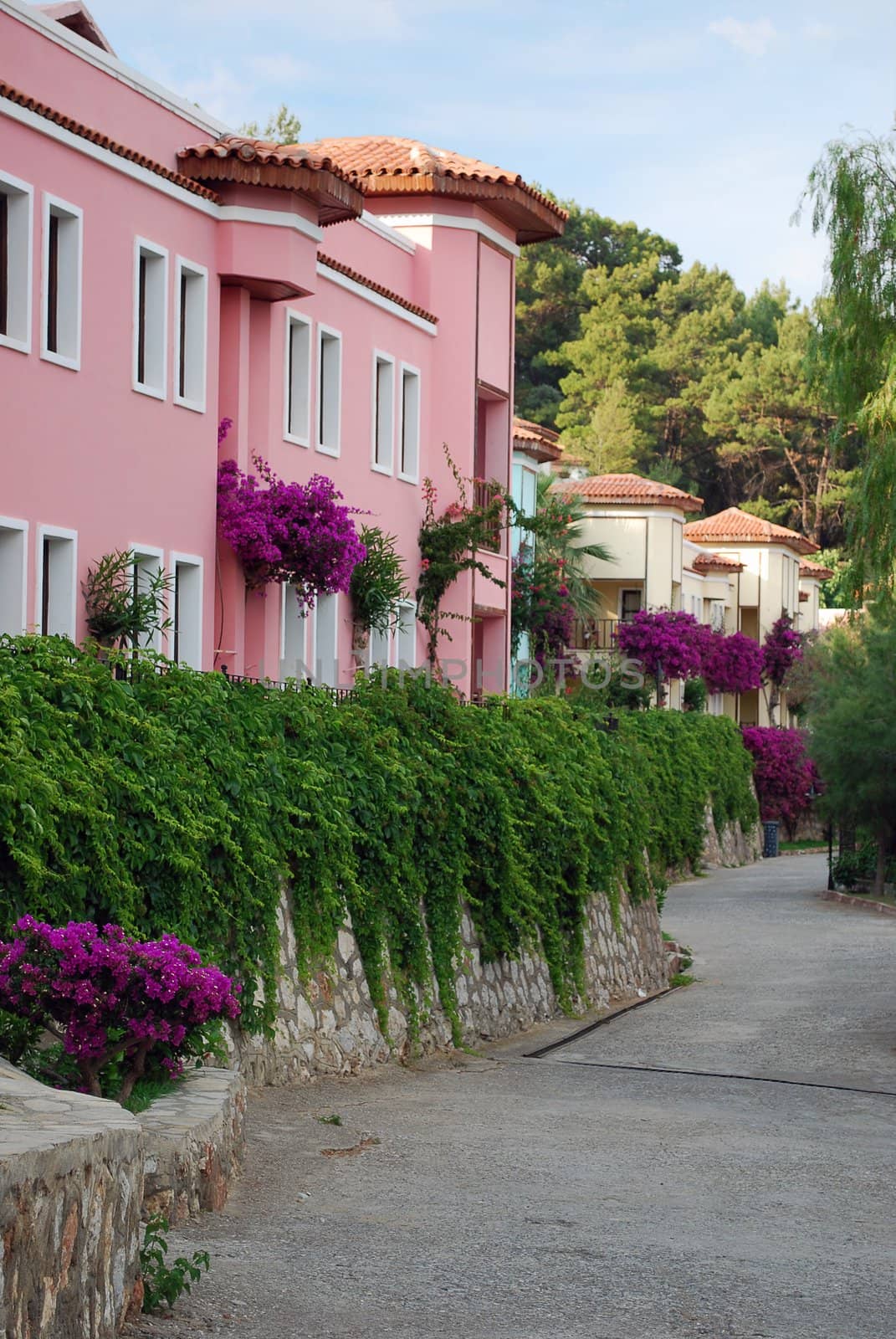 Miditerranean Street Road Full of Blooming Trees and Purple Flowers