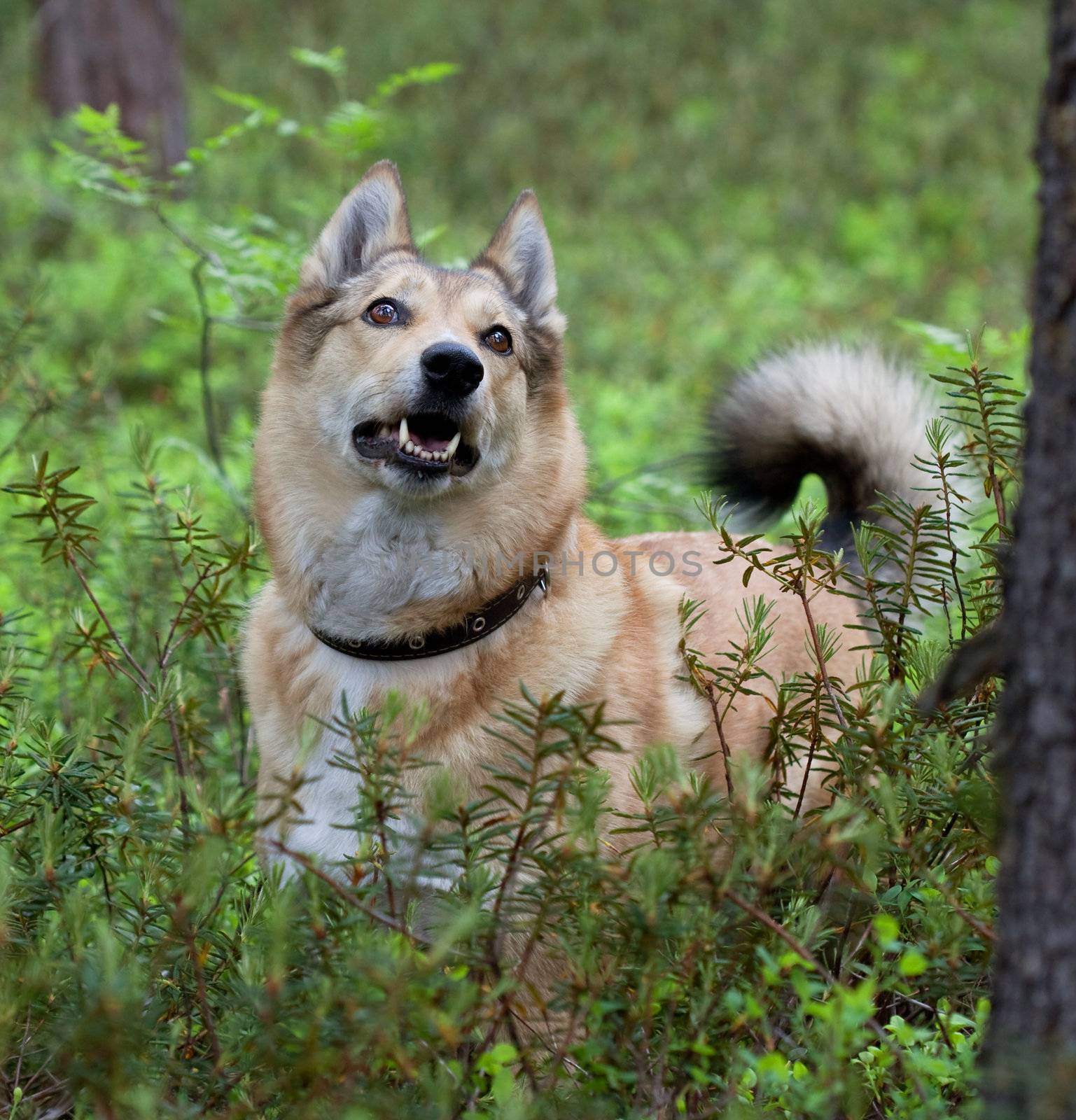 Laika the dog scent a bird. Episode hunting.