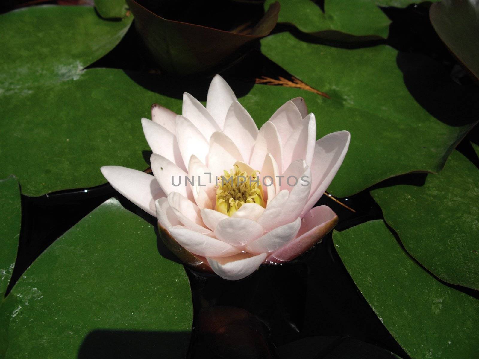 water lily by Elet