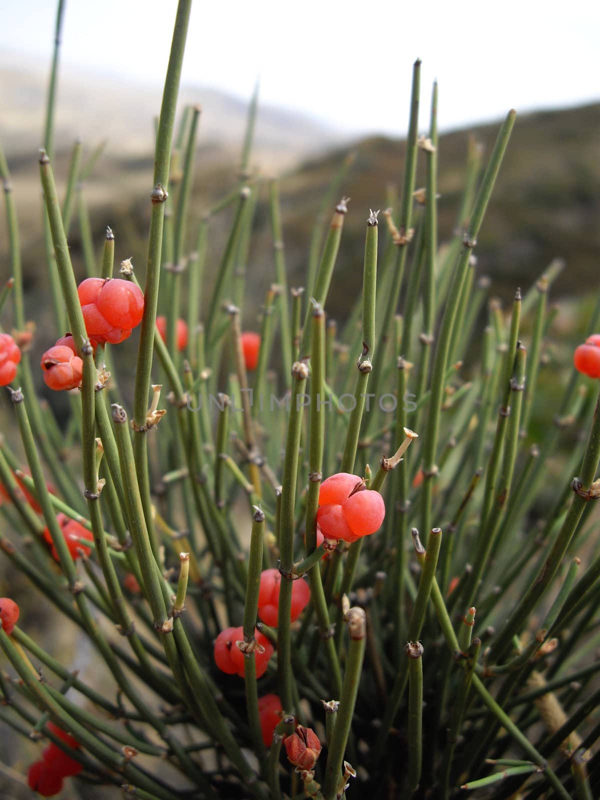 berries of effesa plant