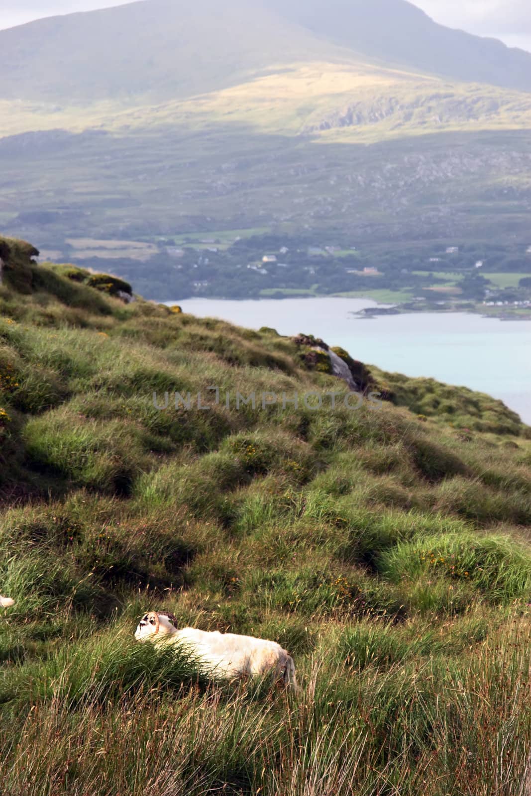 mountain sheep grazing on a hillside on Bear island county Cork Ireland