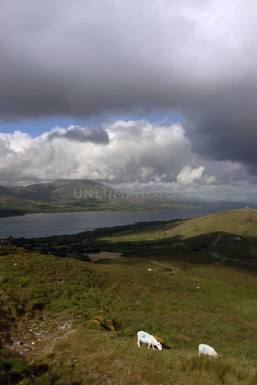 mountain sheep grazing on a hillside on Bear island county Cork Ireland