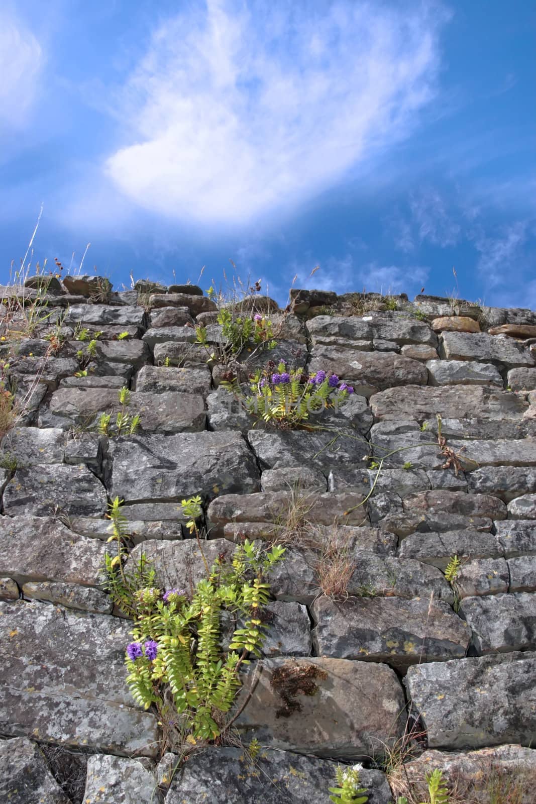 old irish wall 3 by morrbyte