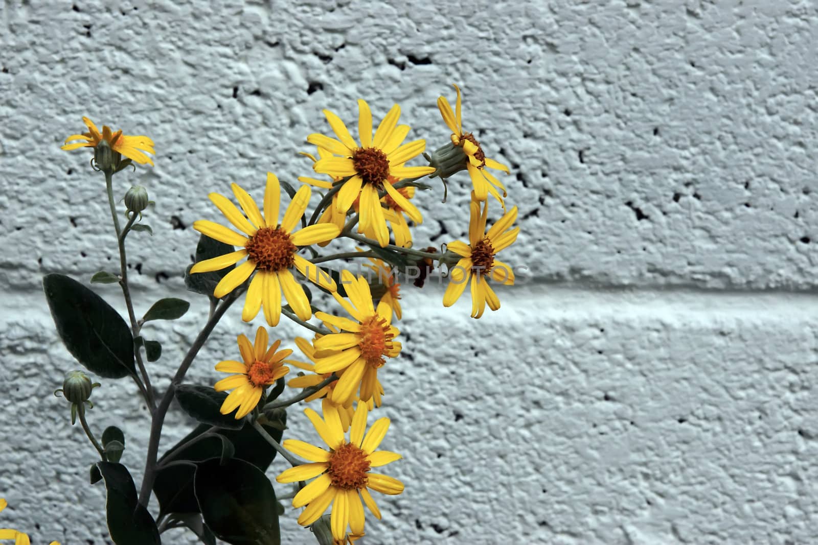 a beautiful background of large wild yellow flowers in full bloom against a wall