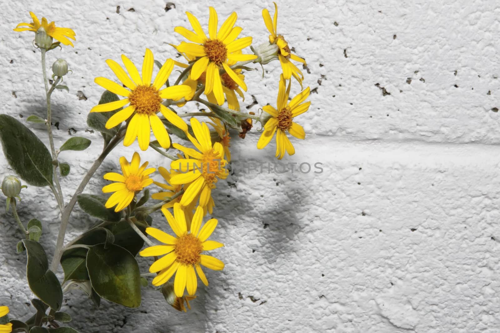 a beautiful background of large wild yellow flowers in full bloom against a white wall