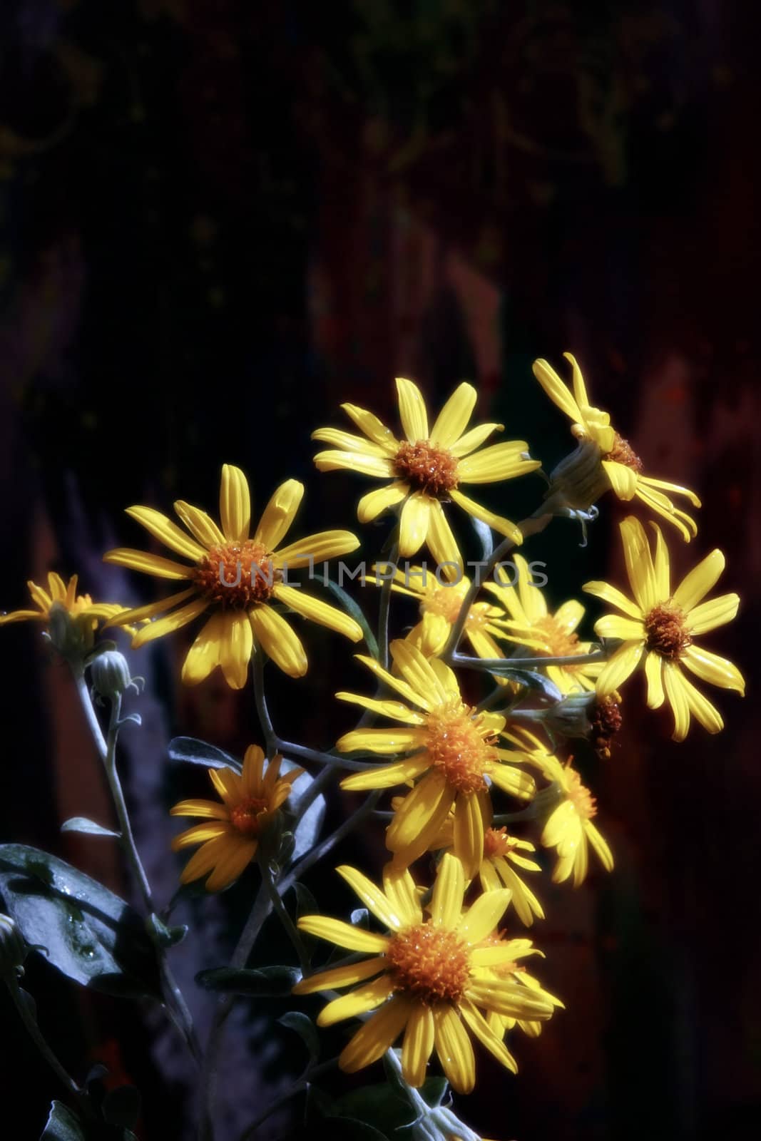 wild yellow flowers 2 by morrbyte